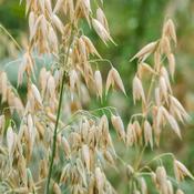 Oatstraw (Avena sativa) – 100g