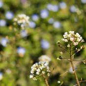 Shepherd's Purse (Capsella bursa-pastoris) – 100g