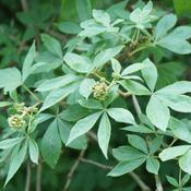 Siberian Ginseng (Eleutherococcus senticosus) – 100g
