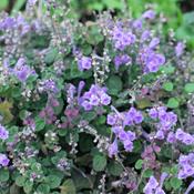 Skullcap (Scutellaria lateriflora) – 100g