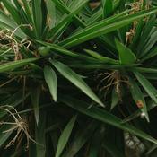 Serenoa repens (Saw palmetto) Tincture 100ml