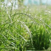 Couch Grass (Agropyron repens) – 100g