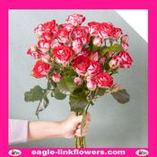 B-Bubbles – Premium Spray Roses - 50cm