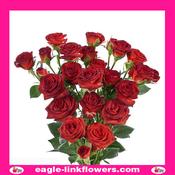 Brown Sugar – Premium Spray Roses - 50cm image