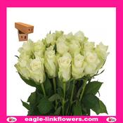 Carema – Intermediate Roses - 40cm image