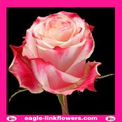 Chapeau – Premium Roses - 40cm image