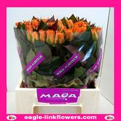 Chelsea – Intermediate Roses - 40cm image