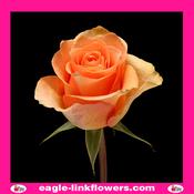 Cuena Rose – Premium Roses - 40cm image