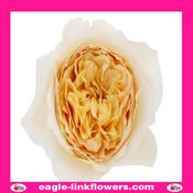 Effie – David Austin - 40cm