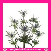 Eryngium Blue Angel - 70cm