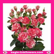 Fireworks – Regular Spray Roses - 50cm image