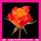 Mariyo Rose – Premium Roses - 40cm image