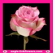 Melina – Premium Roses - 40cm image