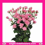 Nathalie – Regular Spray Roses - 50cm image