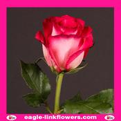 Nicolletta – Premium Roses - 40cm image