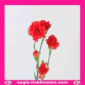 Orange Spray Carnation - 50cm