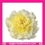 Cream Standard Carnation - 50cm image