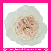 Purity – David Austin - 40cm