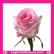 Revival – T-Hybrid Roses - 40cm image