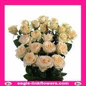 Salinero – Premium Spray Roses - 50cm image