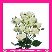Snow Flake – Regular Spray Roses - 50cm image