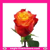 Atomic – Premium Roses - 40cm image