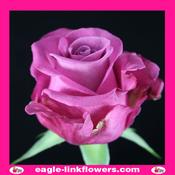 Avatar – T-Hybrid Roses - 40cm image