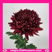 Burgundy Mono Disbud Deco Chrysanthemum - 70cm image