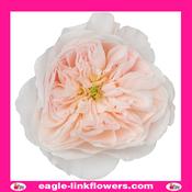 Charity – David Austin - 40cm image