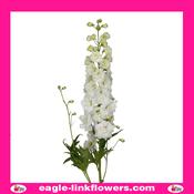 Delphinium Dewi Siberia - 70cm