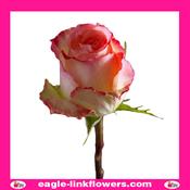 Duet – T-Hybrid Roses - 40cm image