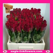 Furiosa – Intermediate Roses - 40cm image