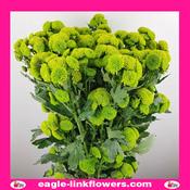 Green Button Spray Chrysanthemum (Pompoms) - 70cm
