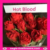 Hot Blood – T-Hybrid Roses - 40cm image