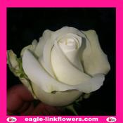 Ice Breaker – Premium Roses - 40cm image