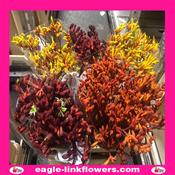 Mix Box Kangaroo paw - Anigozanthos - 70cm