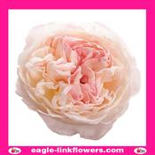 Keira – David Austin - 40cm image