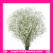 Mirabella - Gypsophila - 70cm image