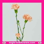 Peach Spray Carnation - 50cm image
