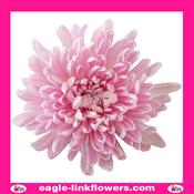 Pink Mono Disbud Deco Chrysanthemum - 70cm image