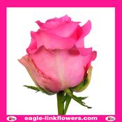 Revival – Premium Roses - 40cm image