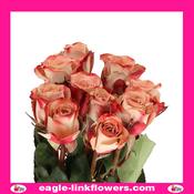 Cappuccino – Premium Roses - 40cm image