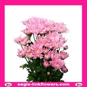 Pink Spray Chrysanthemum (Pompoms) - 70cm image