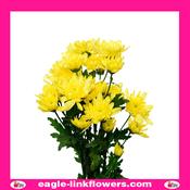 Yellow Spray Chrysanthemum (Pompoms) - 70cm