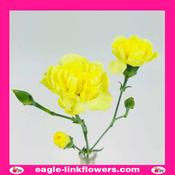 Yellow Spray Carnation - 50cm image