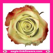 Zazu – Premium Roses - 40cm image