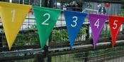 Giant Number Bunting 1 to 20