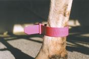 Plastic Ankle Strap Cow 5 Pack [003108800001]