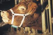 Bull Leather Marking Harness [108598]