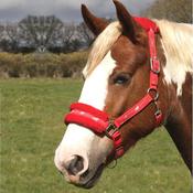 Adjustable Nylon/Fleece Headcollar Red [202326]